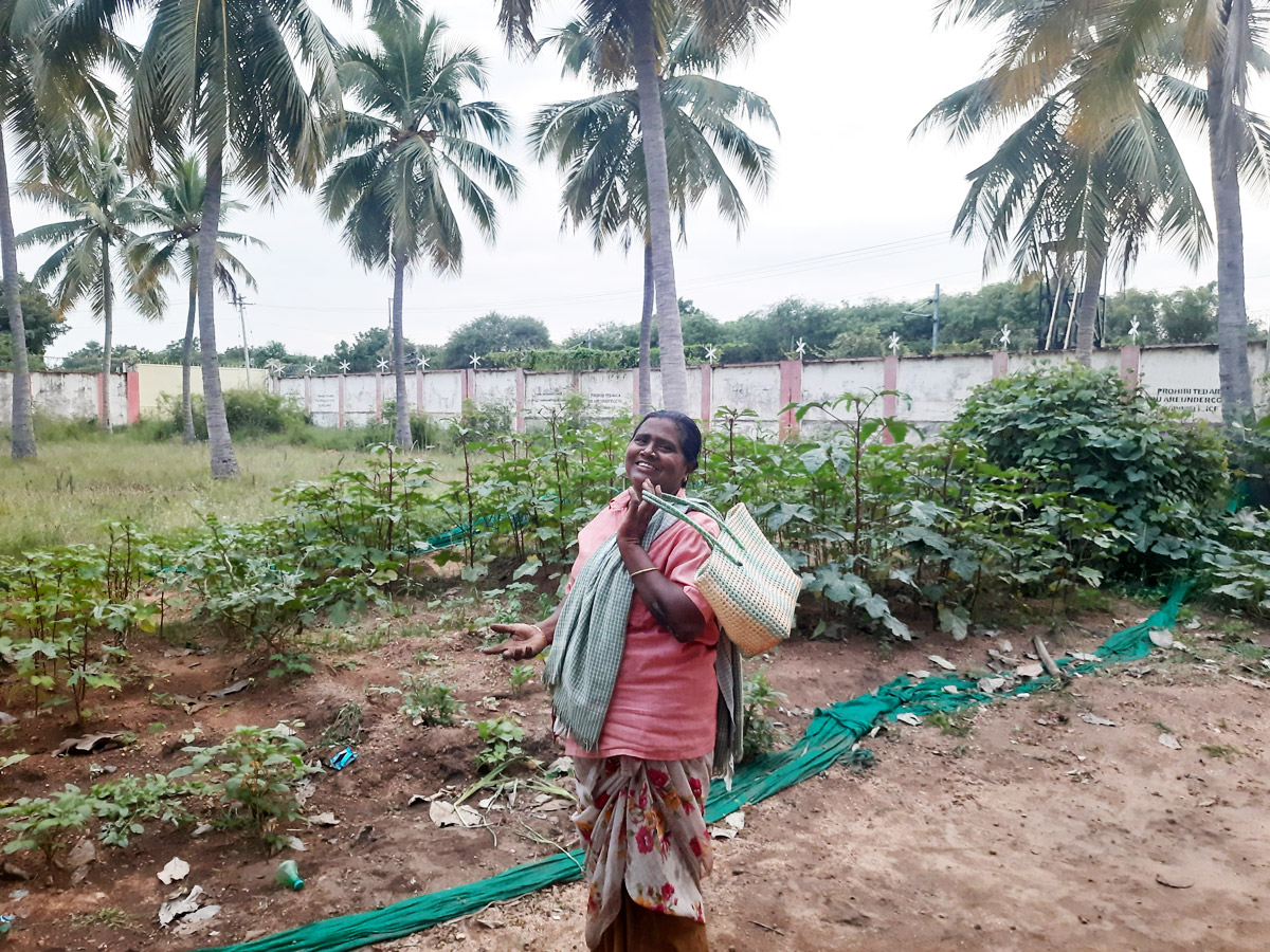 Sampooranam, chief farmer of Aram Sei's organic native seed farm